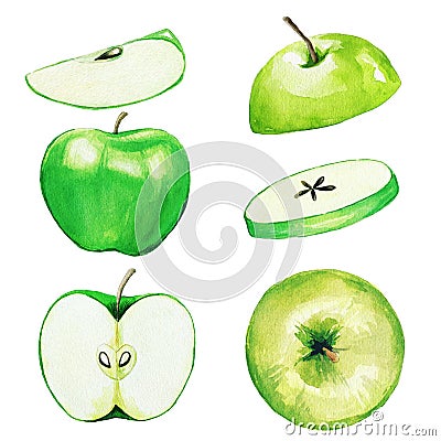 Green apple, half and slices, watercolor fruit Cartoon Illustration