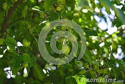 Green apple tree with lots of apples growing Stock Photo