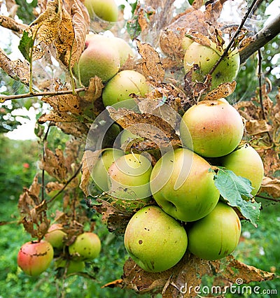 Green apple with worm hole hanging from tree Stock Photo