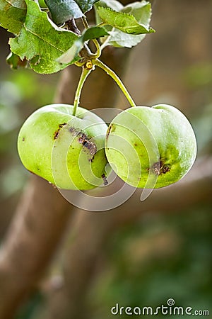 Green apple with worm hole Stock Photo