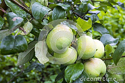Green apples on the branch of an Apple tree after the rain Stock Photo