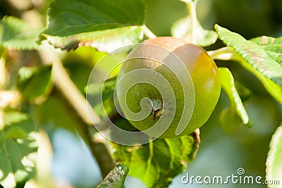 Green apples on a branch ready to be harvested Stock Photo