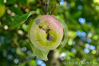 Green apples ripen on an apple tree among the leaves Stock Photo