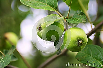 Green apples ripen on the branches of the tree. Stock Photo