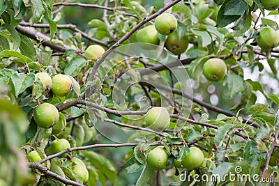Green apples ripen on a tree Stock Photo