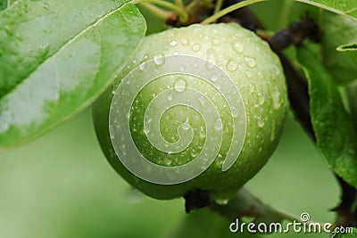 The green apples on the tree with raindrops. Fresh organic fruits Stock Photo
