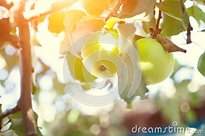 Green apples on a tree Stock Photo