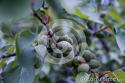 Green apricot branch Stock Photo