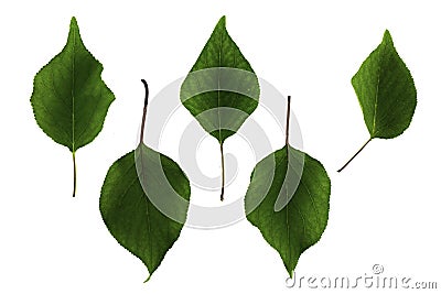 Green apricot leaves isolated on white background, set Stock Photo