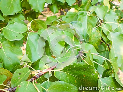 Green apricot leaves on a tree. summer landscape Stock Photo