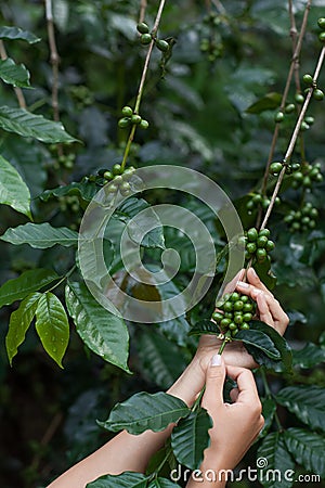 Green arabica coffee fruits in tender woman hands Stock Photo