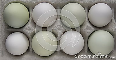 Green araucana eggs and white eggs Stock Photo