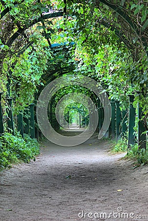 Green arch with a lattice Stock Photo