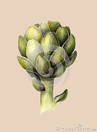 Green artichoke. Fresh food. Organic vegetarian. Watercolor botanical illustration. Isolated object on light beige background. Cartoon Illustration