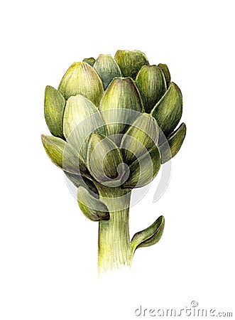 Green artichoke. Fresh food. Organic vegetarian. Watercolor botanical illustration. Isolated object on white background. Cartoon Illustration