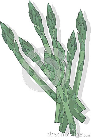 green asparagus sprouts Vector Illustration