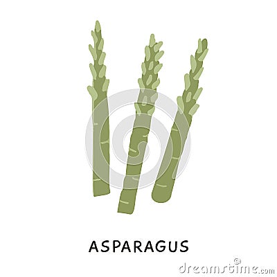 Green asparagus stems isolated on white. Raw fresh vegetables. Hand drawn vector illustration. Ingredient for Vector Illustration