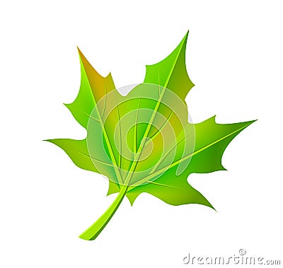 Green Autumn Leaf Fallen from Maple Tree Vector Vector Illustration
