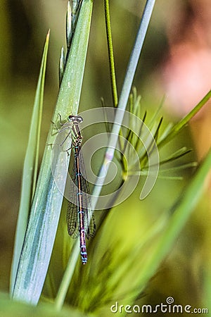 Green-azure dragonfly Arrow Southern close-up. Damselfly Coenagrionidae insect. Stock Photo