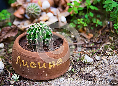 Baby cactus in a flower pot Stock Photo