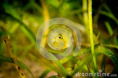 Green baby Ostraciidae box fish Stock Photo