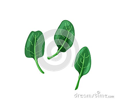 Green baby spinach in bright color cartoon flat style isolated on white background. Healthy food vector illustration Vector Illustration
