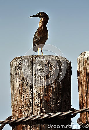 Green-backed Heron Stock Photo