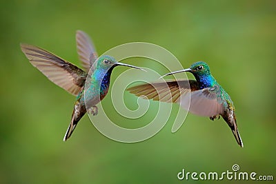 Green-backed Hillstar, Urochroa bougueri leucura, green blue hummingbird from San Isidro in Ecuador. Two birds fly fight in the Stock Photo