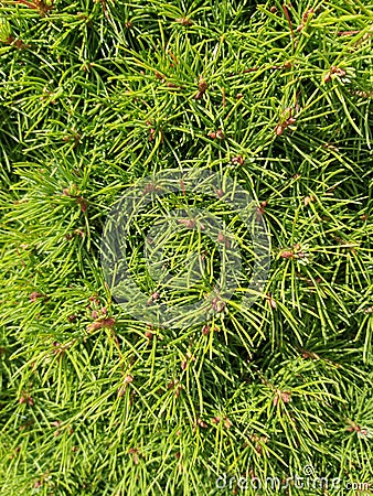 Green background with branches needles Stock Photo