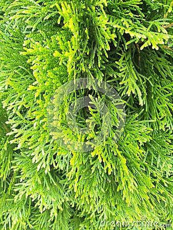 Green background with branches thuja Stock Photo