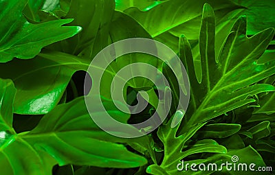 Green background concept.Tropical palm leaves, jungle leaf Stock Photo