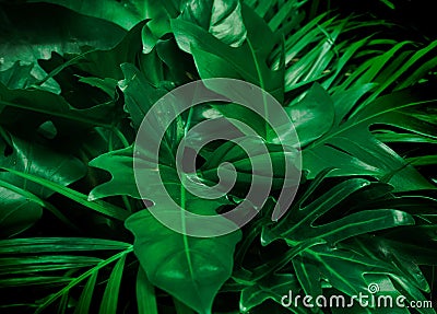 Green background concept.Tropical palm leaves, jungle leaf close up Stock Photo