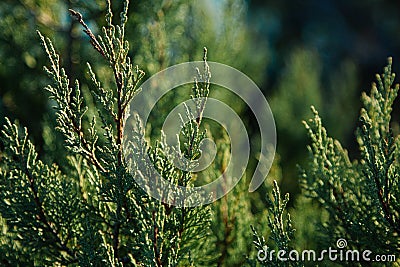 Green background. Cypress Branches n the hedge in garden Stock Photo