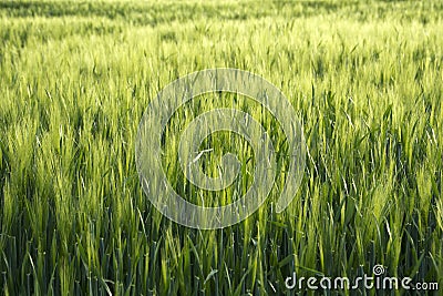 Green background Stock Photo