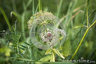 Green background with lady bug photo Stock Photo