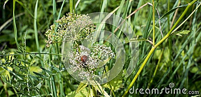 Green background with lady bug photo Stock Photo