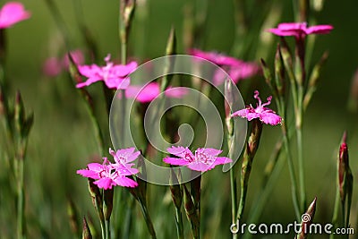 Dark green background with flowers of a carnation. Stock Photo