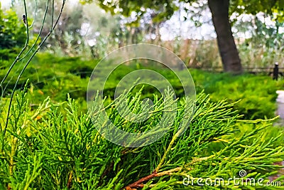 Green background shot of evergreen cypress branches, creating a pleasant atmosphere of harmony of body and soul with nature and Stock Photo