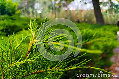 Green background shot of evergreen cypress branches, creating a pleasant atmosphere of harmony of body and soul with nature and Stock Photo