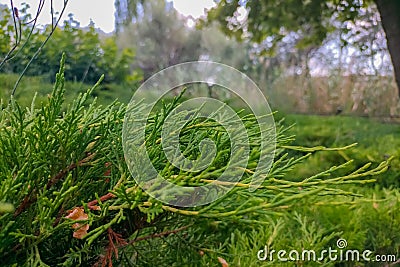 Green background shot of evergreen cypress branches, creating a pleasant atmosphere of harmony of body and soul with nature and Stock Photo