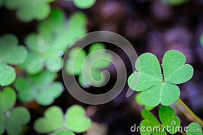 Green background with three-leaved shamrocks, Lucky Irish Four Leaf Clover in the Field for St. Patricks Day holiday symbol. Stock Photo