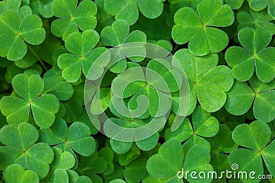 Green background with three-leaved shamrocks. St. Patrick`s day holiday symbol. Shallow DOF. Selective focus Stock Photo