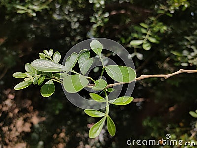 Bilva tree leaves and sunlight on it Stock Photo