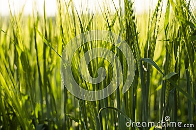 Green bagley field on a agricultural field. Stock Photo