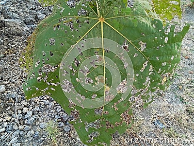 The green balsa leaves have holes because they are eaten by insects. beneath it was dry soil, rocks, and almost dry grass Stock Photo