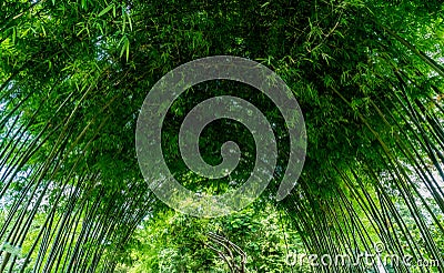 Green bamboo arch Stock Photo