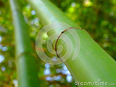 Green bamboo Stock Photo