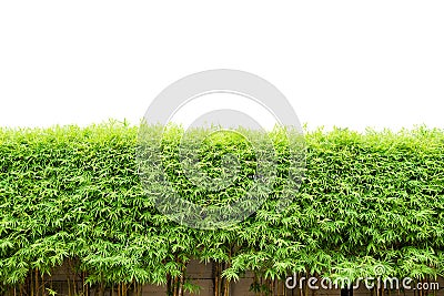 Green bamboo bush on white background Stock Photo