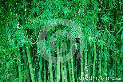 Green bamboo Stock Photo