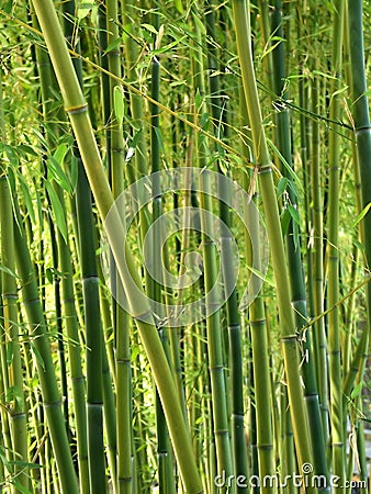 Green Bamboo Forest Stock Photo